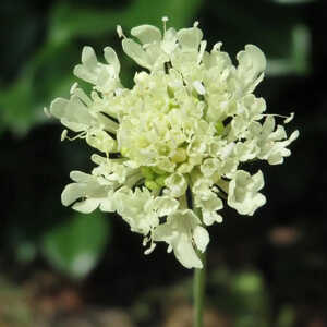 SCABIOSA ochroleuca 'Moon Dance'