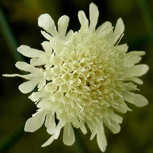 SCABIOSA ochroleuca