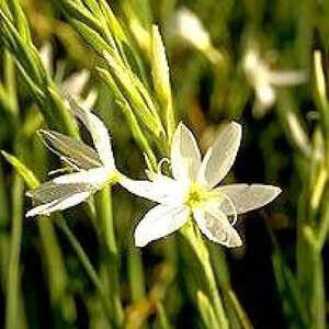 SCHIZOSTYLIS coccinea 'Alba'