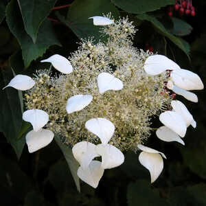 SCHIZOPHRAGMA hydrangeoides