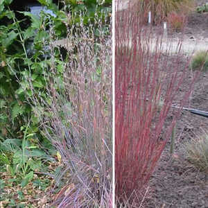 SCHIZACHYRIUM scoparium 'Blue Heaven'