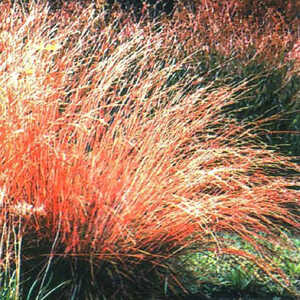 SCHIZACHYRIUM scoparium (Andropogon)