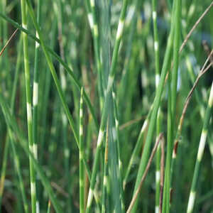 SCHOENOPLECTUS tabernaemontani 'Zebrinus' (Scirpus