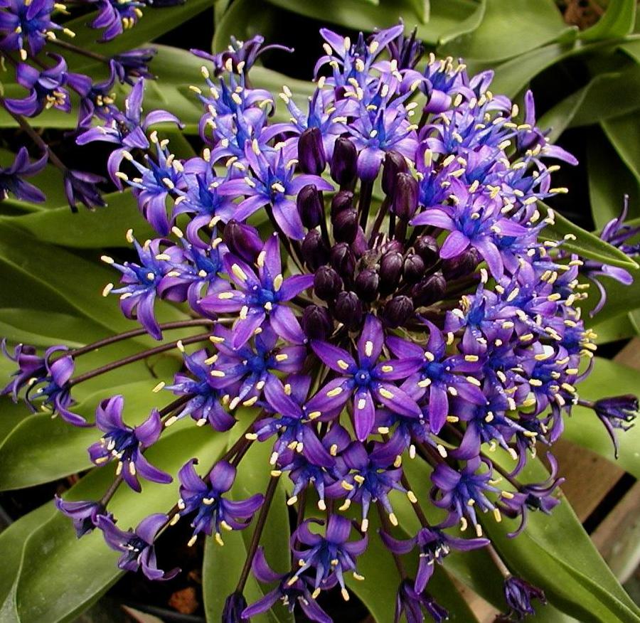 SCILLA peruviana
