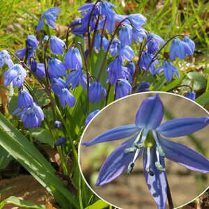 SCILLA siberica (lot de 10)