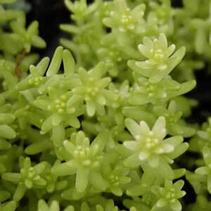 SEDUM acre 'Elegans'