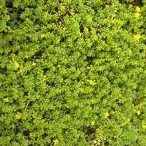 SEDUM album 'Chloroticum'