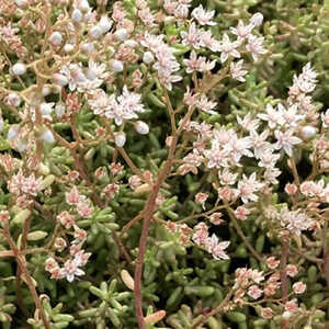 SEDUM album 'Murale'