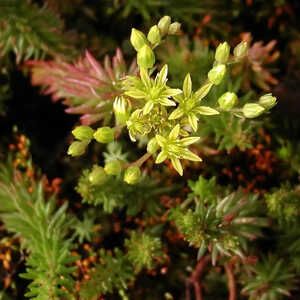 SEDUM amplexicaule ssp. Amplexicaule (S. tenuifoli