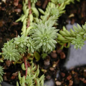 SEDUM anopetalum