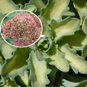 SEDUM 'Beka' (= 'Autumn Delight')