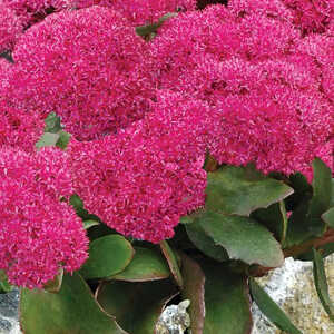 SEDUM 'Birthday Party'