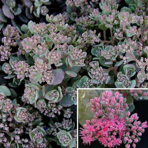 SEDUM cauticola 'Lidakense'