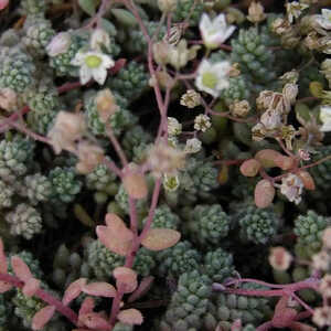 SEDUM cyaneum 'Rosenteppich' ('Rose Carpet')