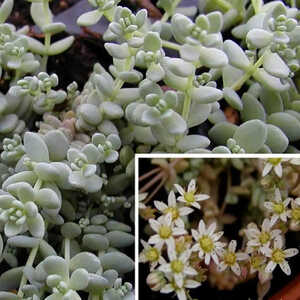 SEDUM dasyphyllum