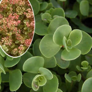 SEDUM ewersii