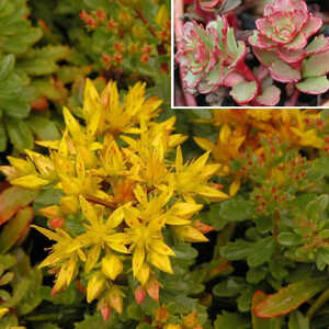 SEDUM floriferum 'Weihenstephaner Gold'