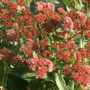 SEDUM 'Garnet Brocade' (Garbro)