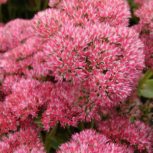 SEDUM 'Herbstfreude' ('Autumn Joy')