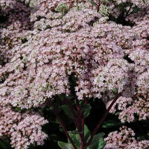 SEDUM 'Joyce Henderson'