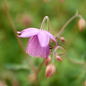 SEMIAQUILEGIA ecalcarata