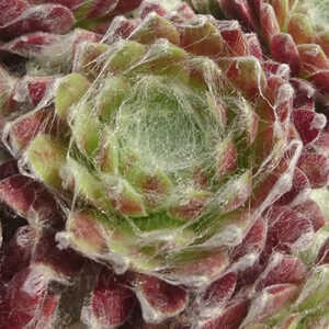 SEMPERVIVUM 'Aries'