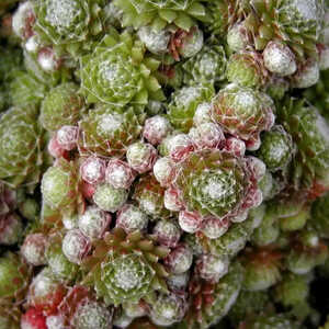 SEMPERVIVUM arachnoideum 'Minor'