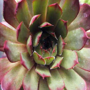 SEMPERVIVUM 'Boromir'