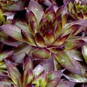 SEMPERVIVUM 'Bronco'