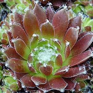 SEMPERVIVUM 'Cassiopea'