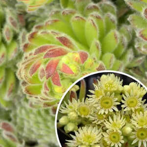 SEMPERVIVUM ciliosum var. borisii