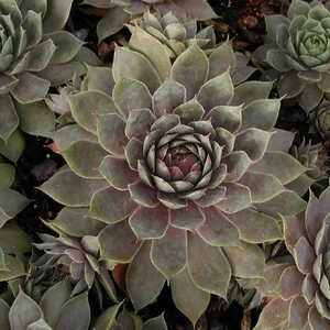 SEMPERVIVUM 'Cygnus'