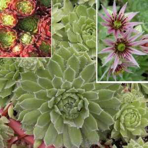 SEMPERVIVUM 'Hermann Näpfel'