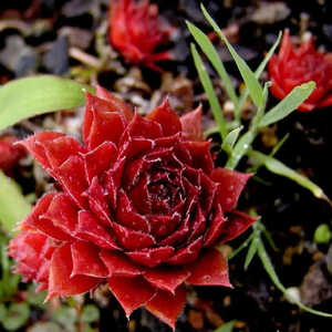 SEMPERVIVUM 'Jubilee'