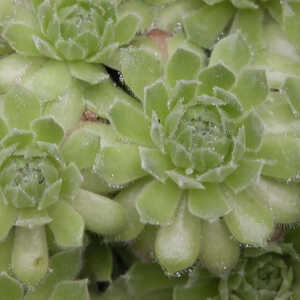 SEMPERVIVUM 'Lucy Liu'