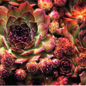 SEMPERVIVUM 'Noir'