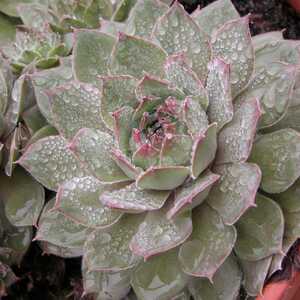SEMPERVIVUM 'Sha Uri'