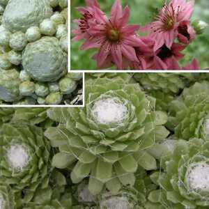 SEMPERVIVUM 'Shampoo'