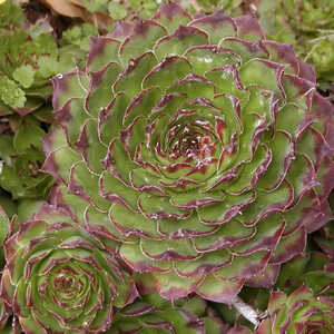 SEMPERVIVUM tectorum