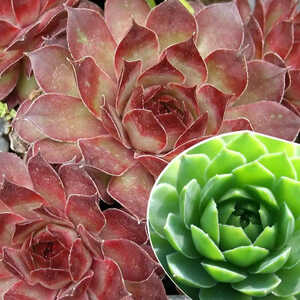 SEMPERVIVUM 'Topaz'