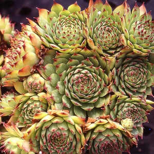 SEMPERVIVUM 'Vega'