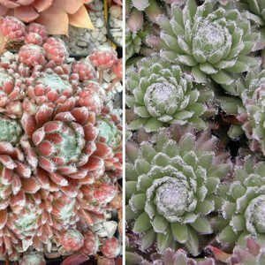 SEMPERVIVUM 'Xérxés'