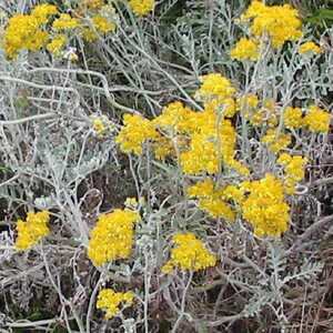 SENECIO viravira