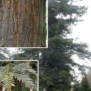 SEQUOIA sempervirens