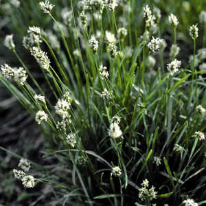 SESLERIA albicans