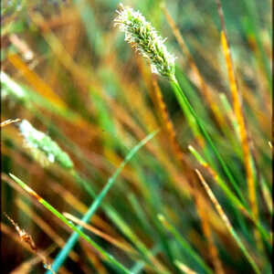 SESLERIA nitida