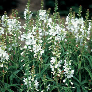 SIDALCEA candida 'Bianca'