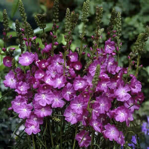 SIDALCEA 'Candy Girl'