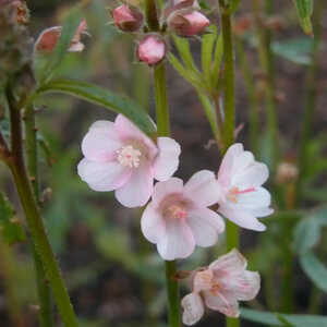 SIDALCEA 'Rosaly'