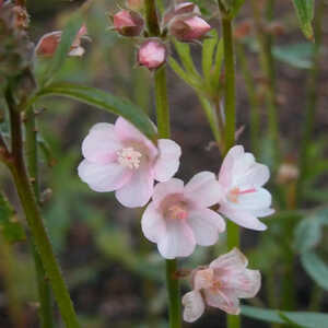 SIDALCEA 'Rosaly'